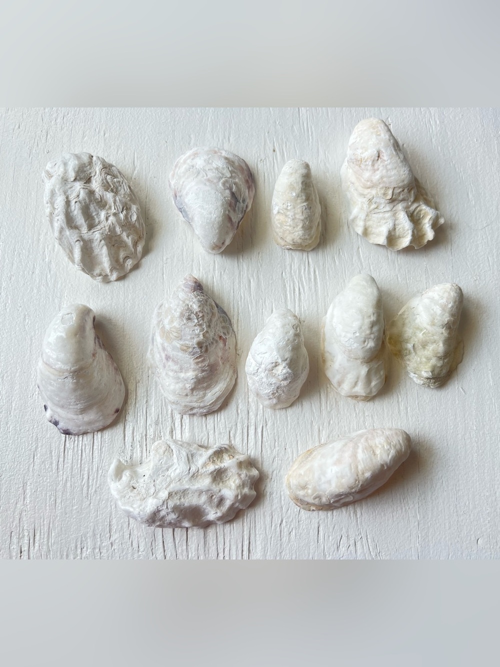 ✨3/$25✨ Cupped Oyster Shells
